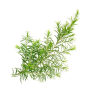 olejek bassau 15 ml - drzewo herbaciane