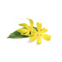 olejek bassau 15 ml - ylang ylang