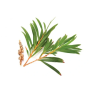 olejek bassau 50 ml - drzewo herbaciane