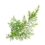 olejek bassau 50 ml - drzewo herbaciane