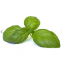 olejek bassau 50 ml - bazylia