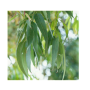 olejek bassau 15 ml - eukaliptus cytrynowy